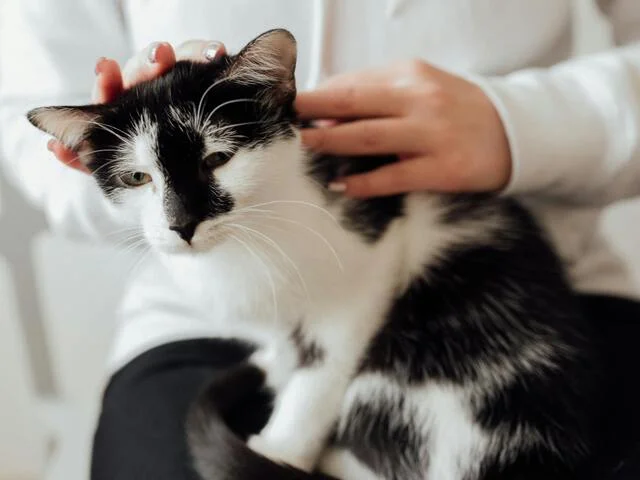 terapias de relajación para gatos