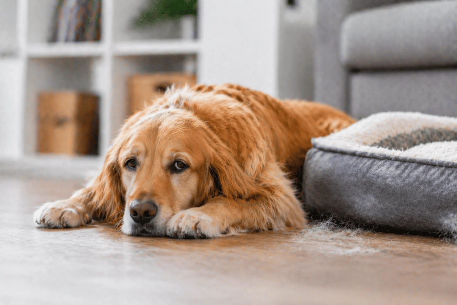 Perro descansando en ambiente acogedor (1)